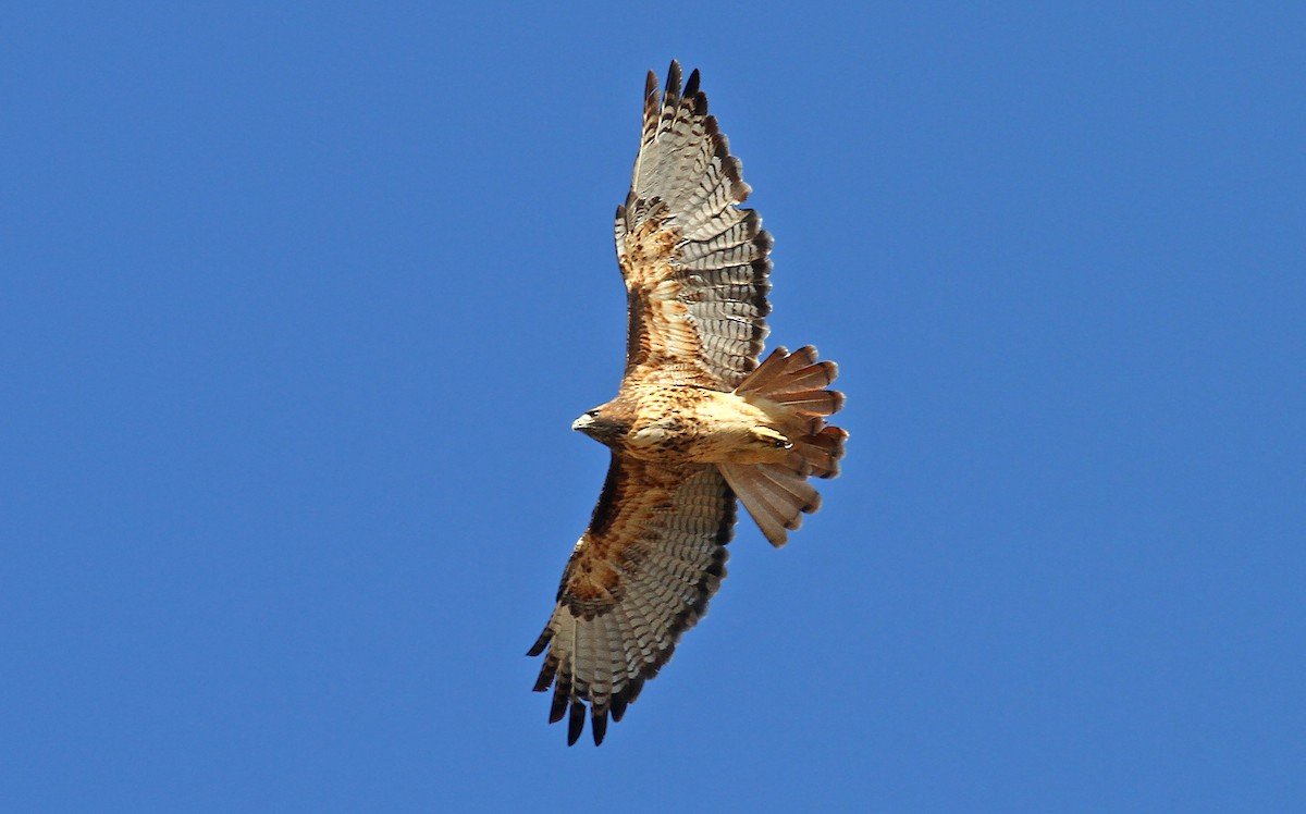 Rotschwanzbussard (calurus/alascensis) - ML242557541