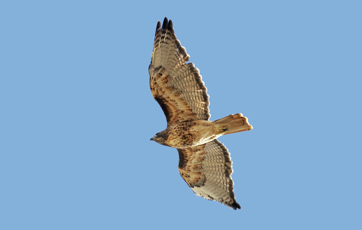 Rotschwanzbussard (calurus/alascensis) - ML242557551