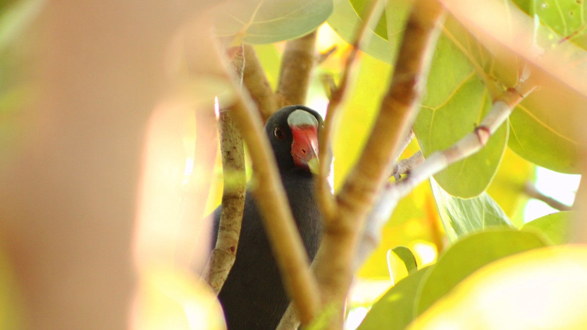 Purple Gallinule - ML24255771