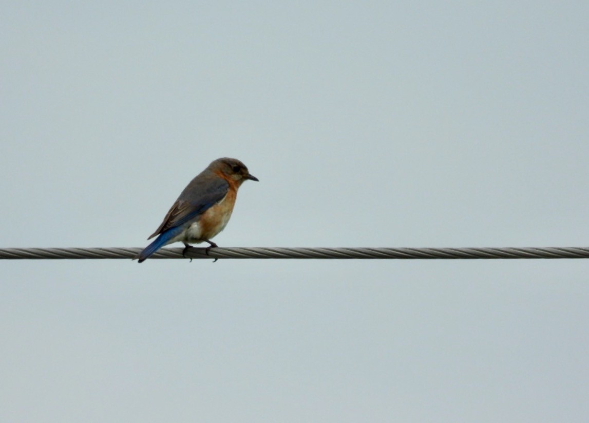 Eastern Bluebird - ML242558121