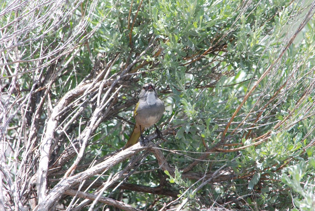 Green-tailed Towhee - ML242558241