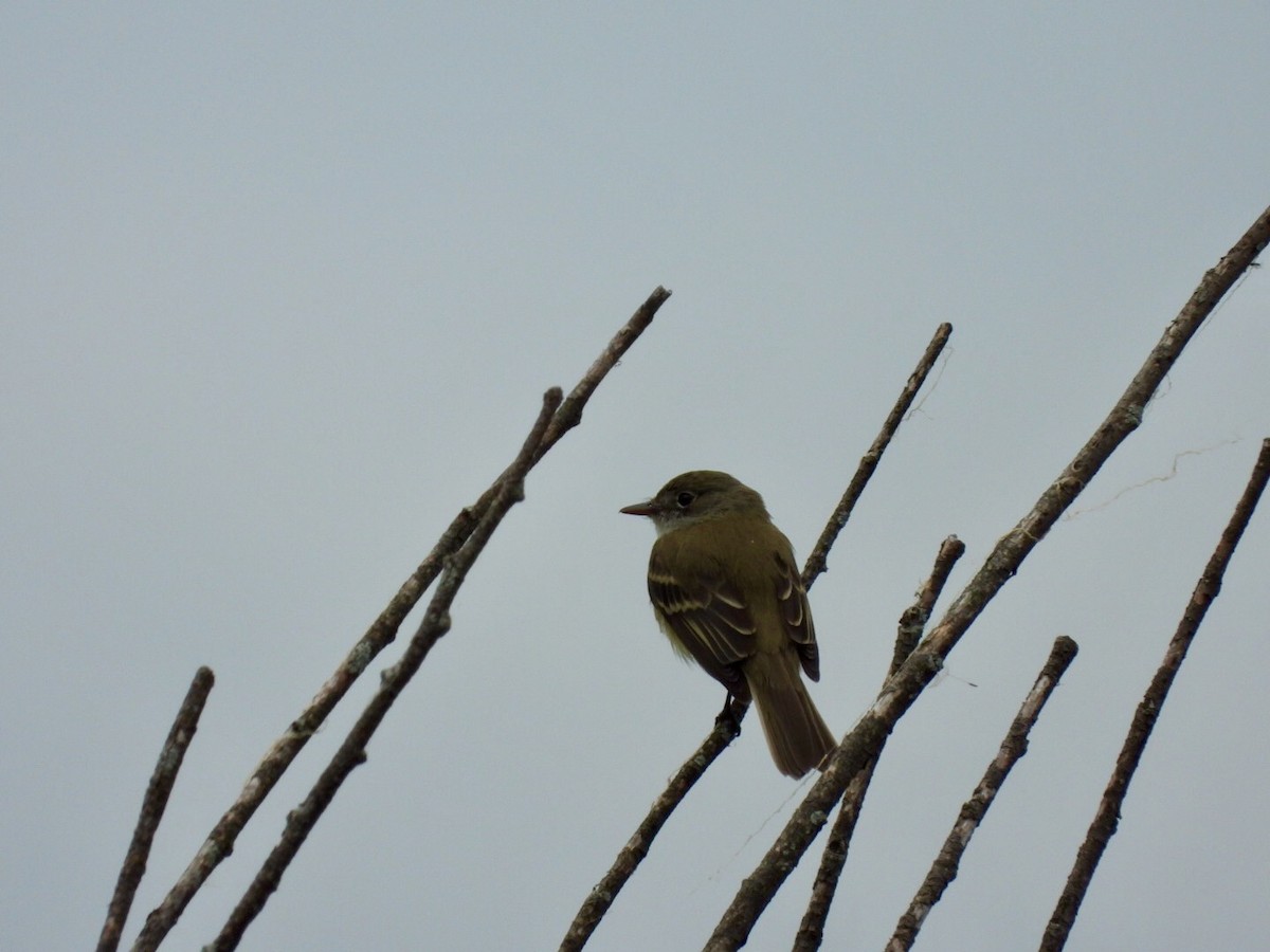 Alder Flycatcher - ML242560361