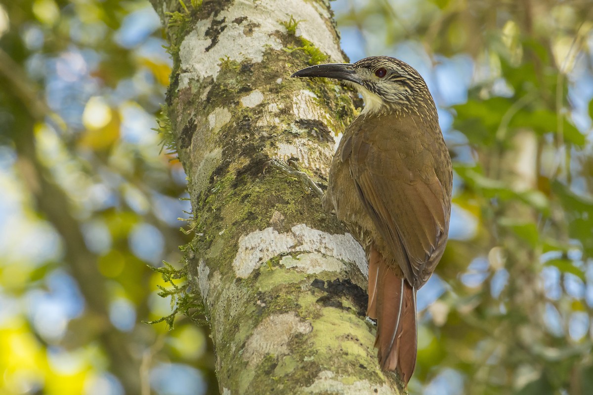 White-throated Woodcreeper - ML242560871