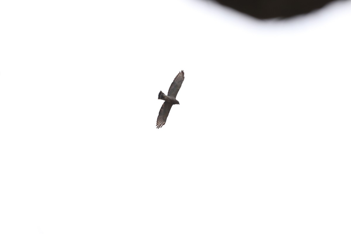 Broad-winged Hawk - ML242561211