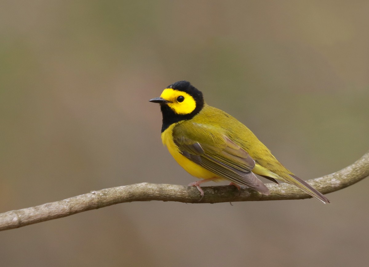 Hooded Warbler - ML242561331