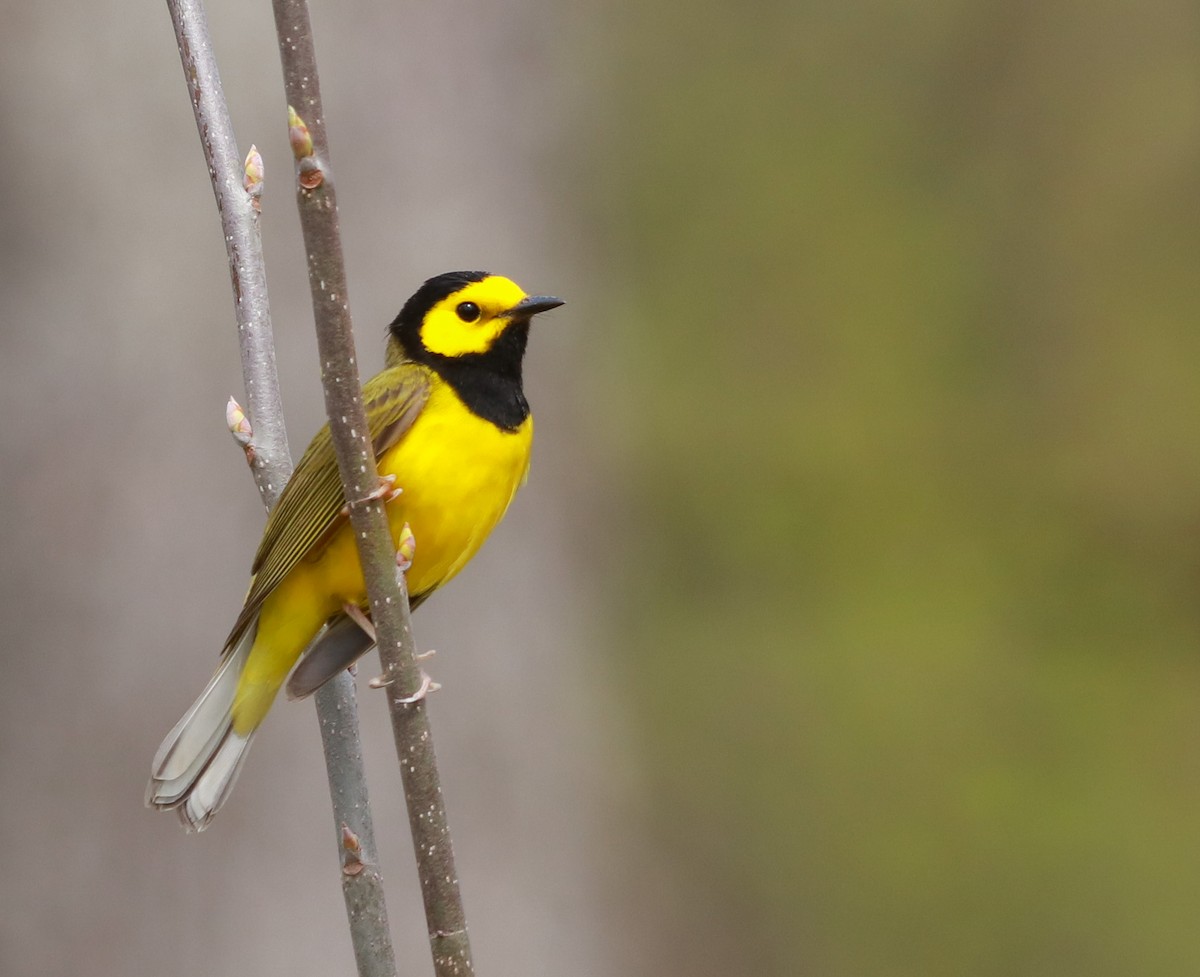 Hooded Warbler - ML242561361