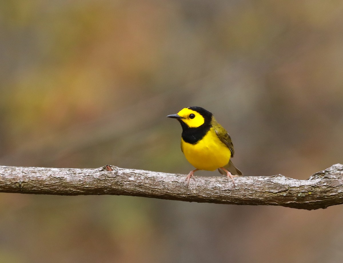 Hooded Warbler - ML242561371