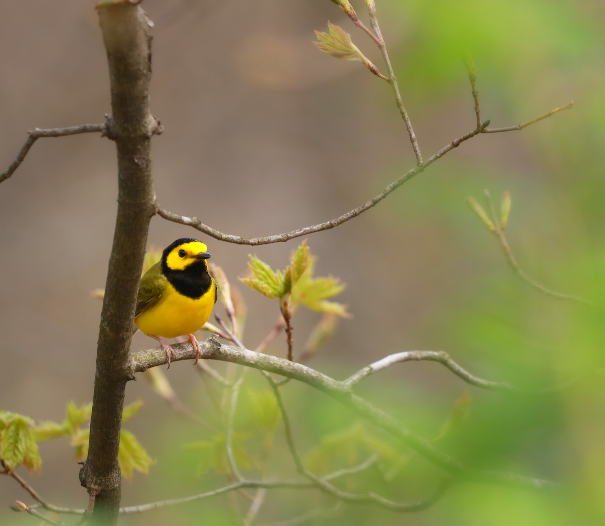 Hooded Warbler - ML242561411