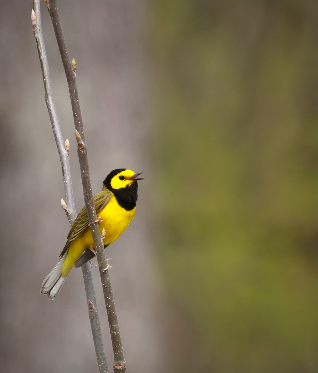 Hooded Warbler - ML242561421