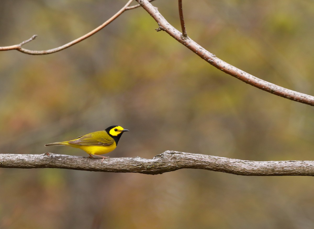 Hooded Warbler - ML242561431