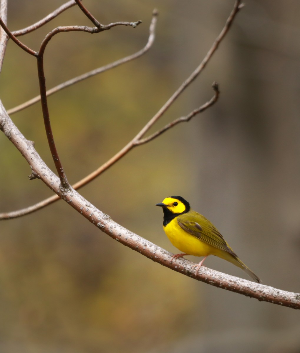 Hooded Warbler - ML242561441