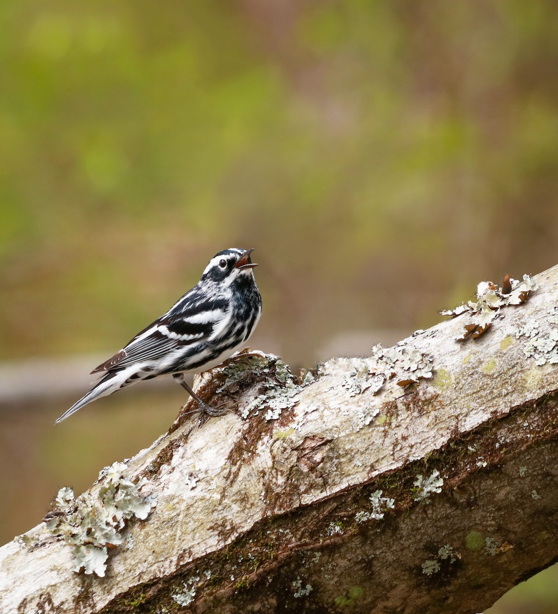 Black-and-white Warbler - ML242561491
