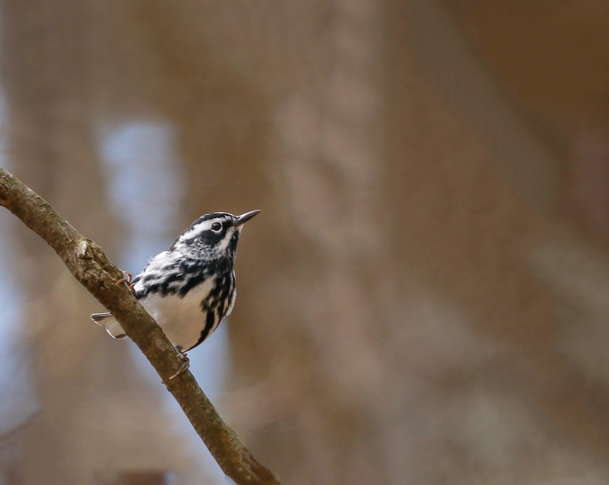 Black-and-white Warbler - ML242561501