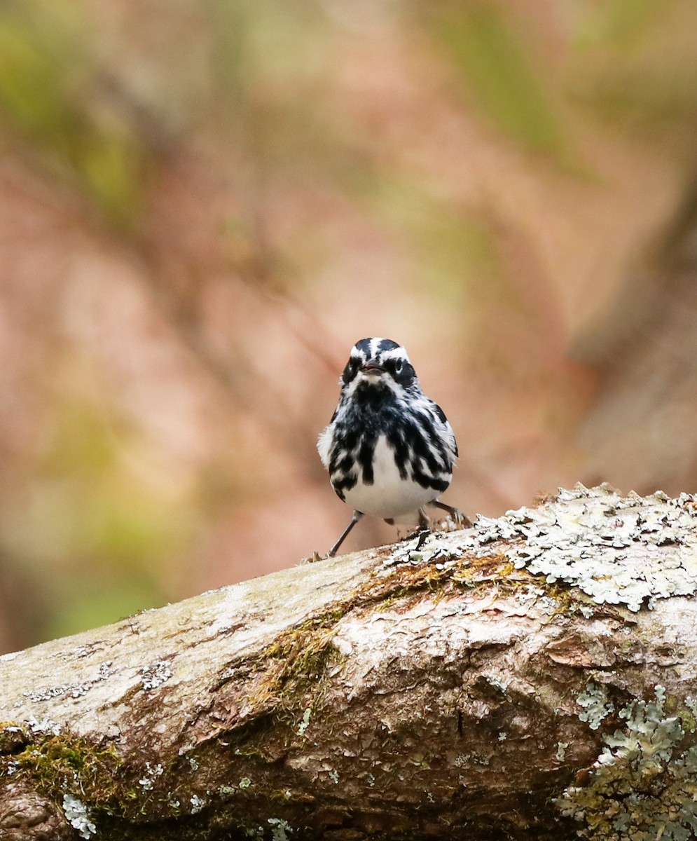 Black-and-white Warbler - ML242561511