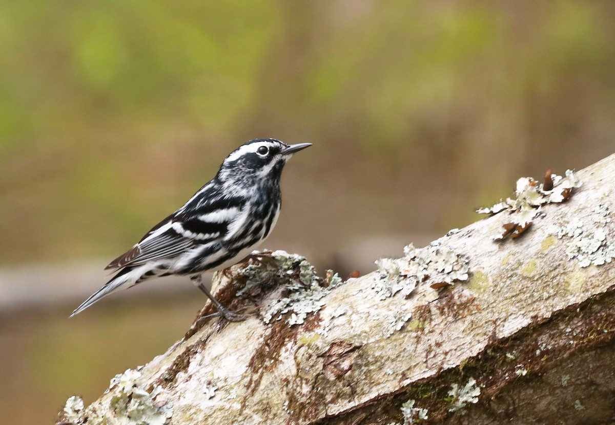 Black-and-white Warbler - ML242561521