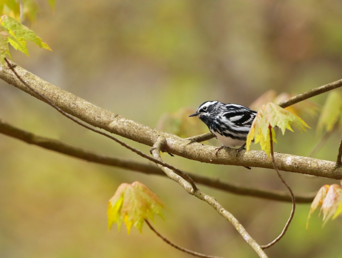Black-and-white Warbler - ML242561531