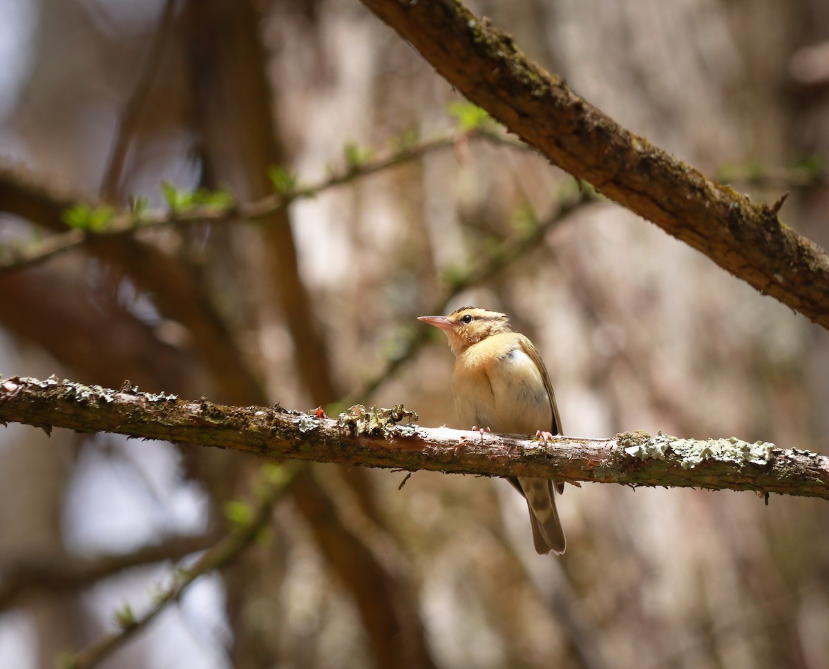 Paruline vermivore - ML242561581