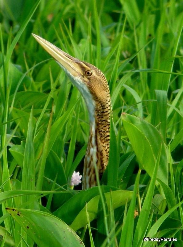 Pinnated Bittern - Freddy Parrales