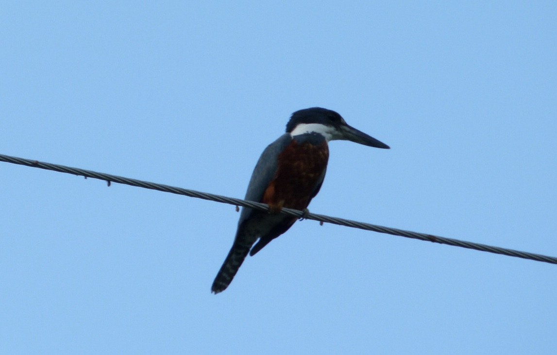 Ringed Kingfisher - Freddy Parrales