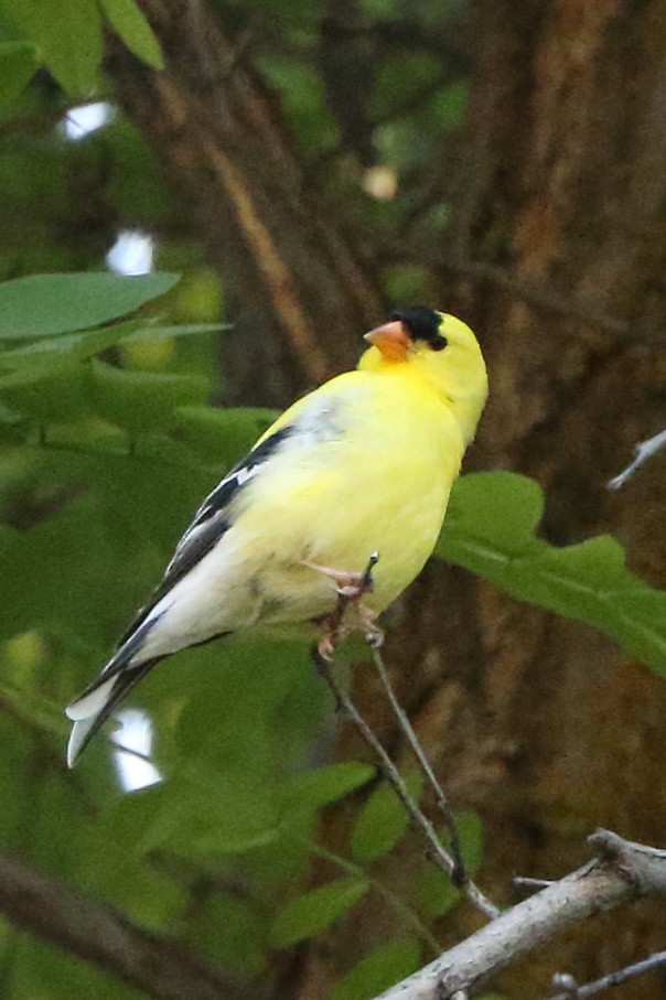 American Goldfinch - Krispen Hartung
