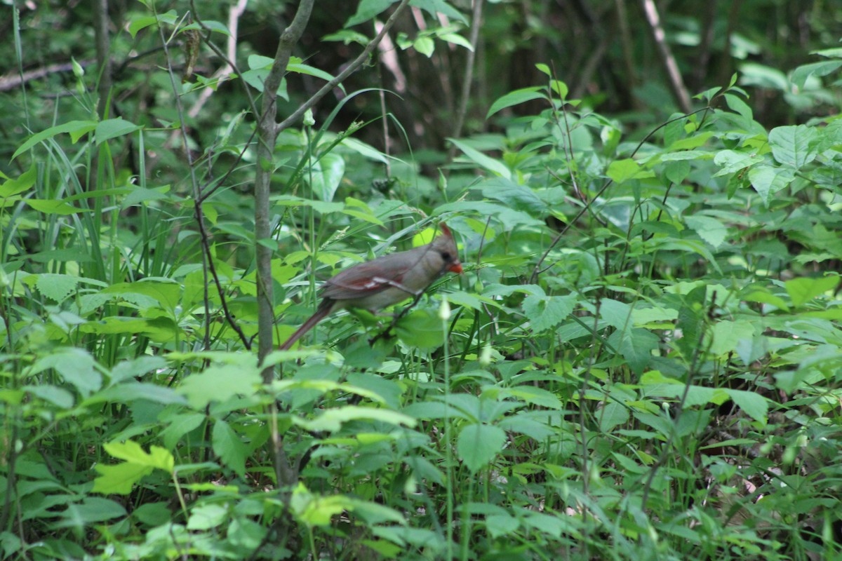 Cardinal rouge - ML242563111