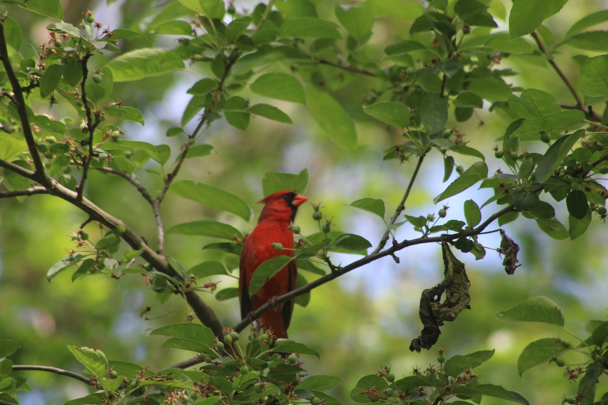 Cardinal rouge - ML242563301