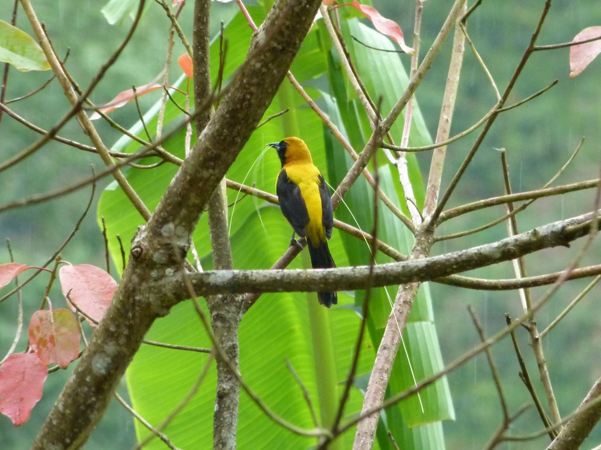 Yellow-backed Oriole - ML242563411