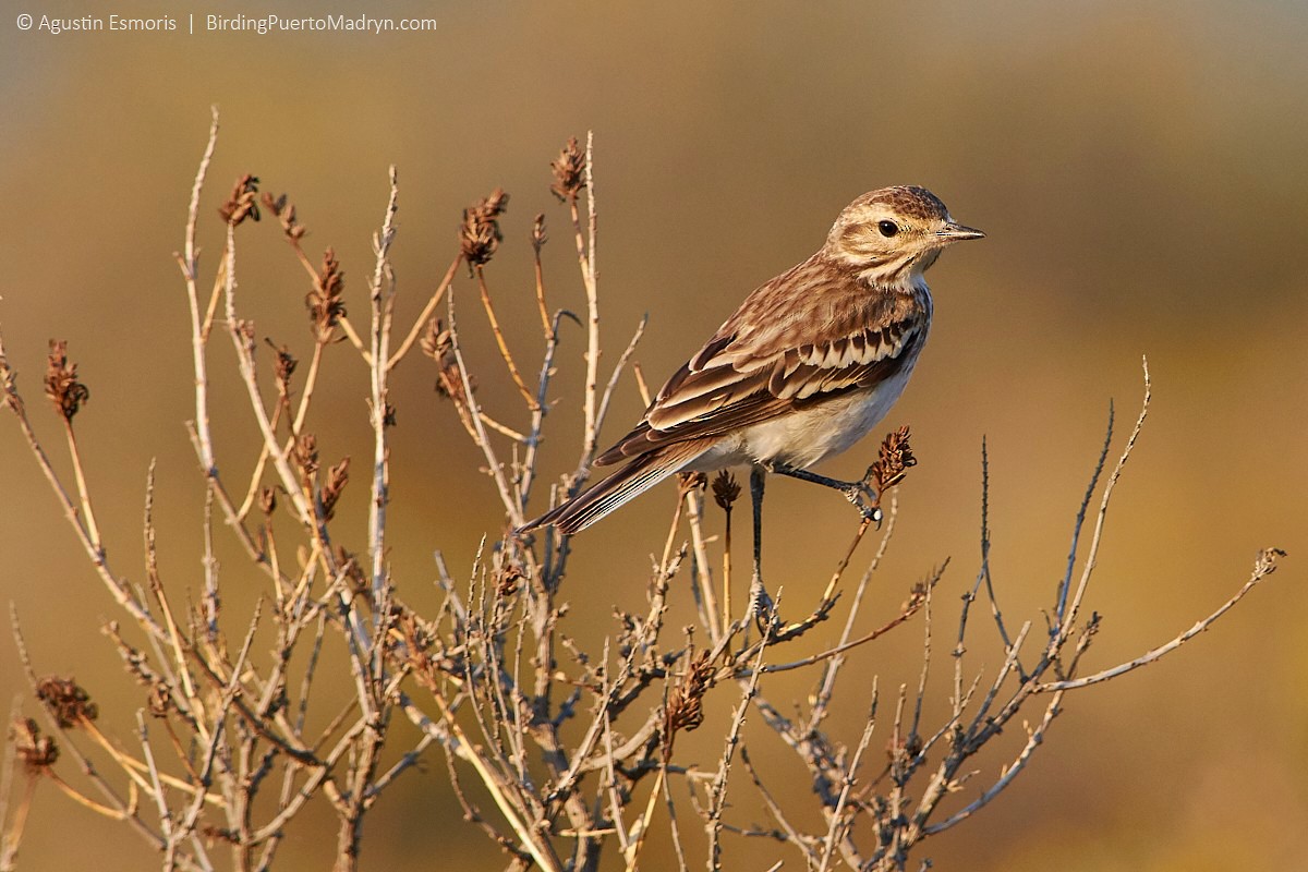 Rusty-backed Monjita - ML242563791