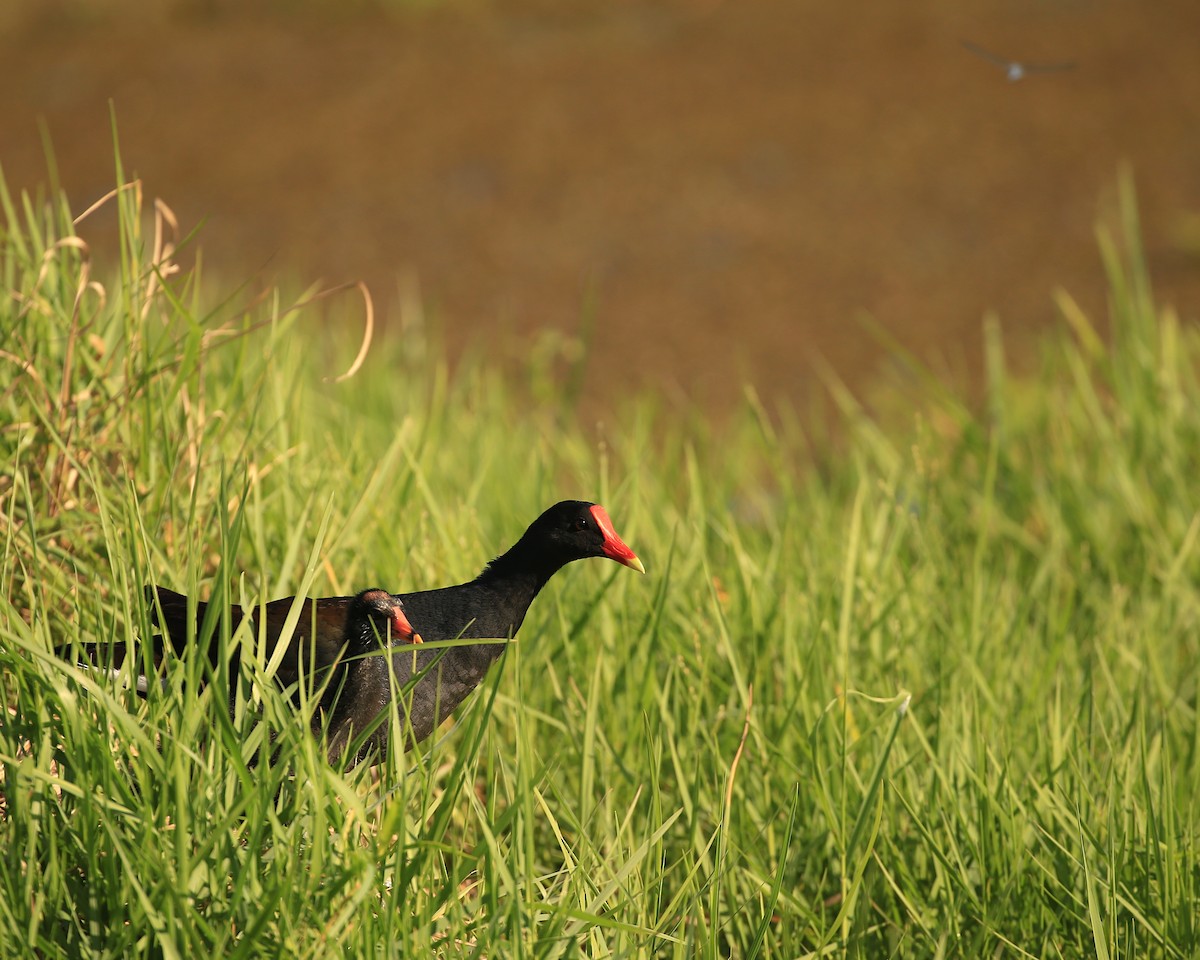 Common Gallinule - Brenda Callaway