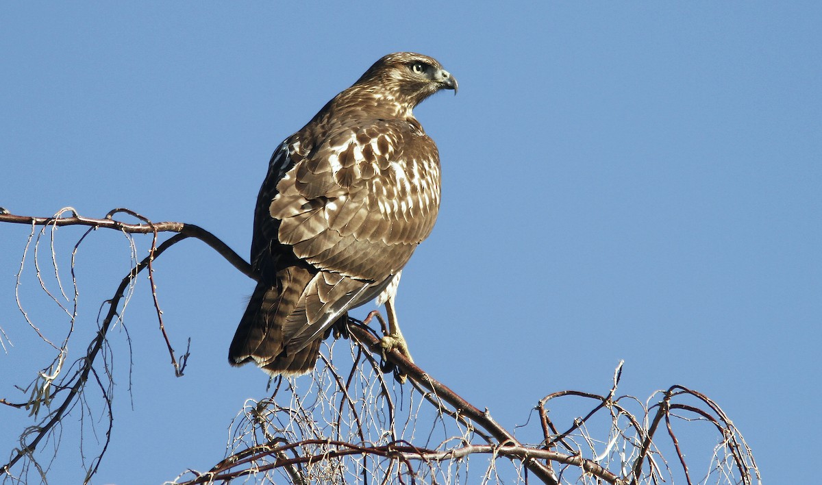 Red-tailed Hawk (calurus/alascensis) - ML242564021