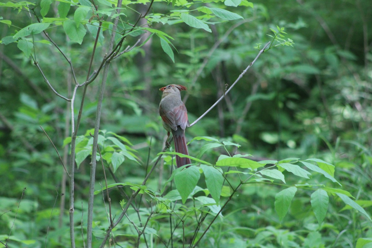 Cardinal rouge - ML242564311
