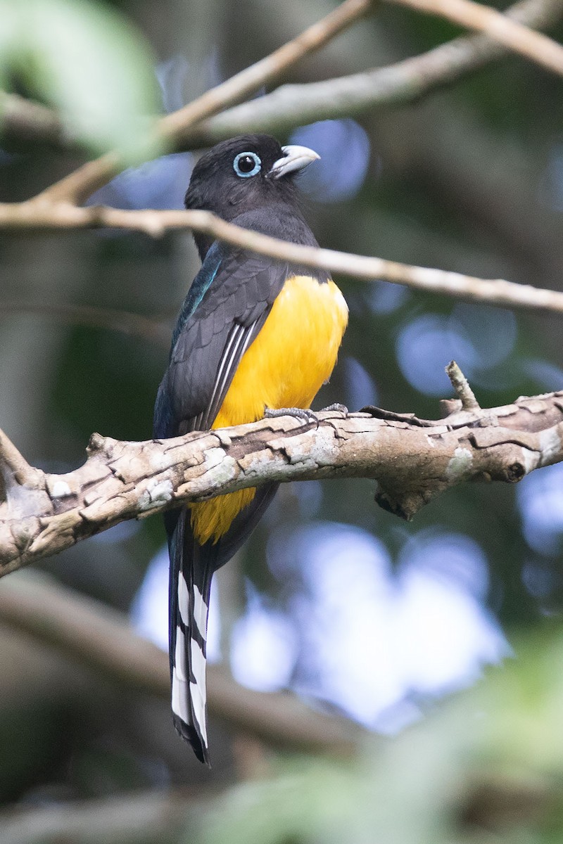 Trogon à tête noire - ML242564481