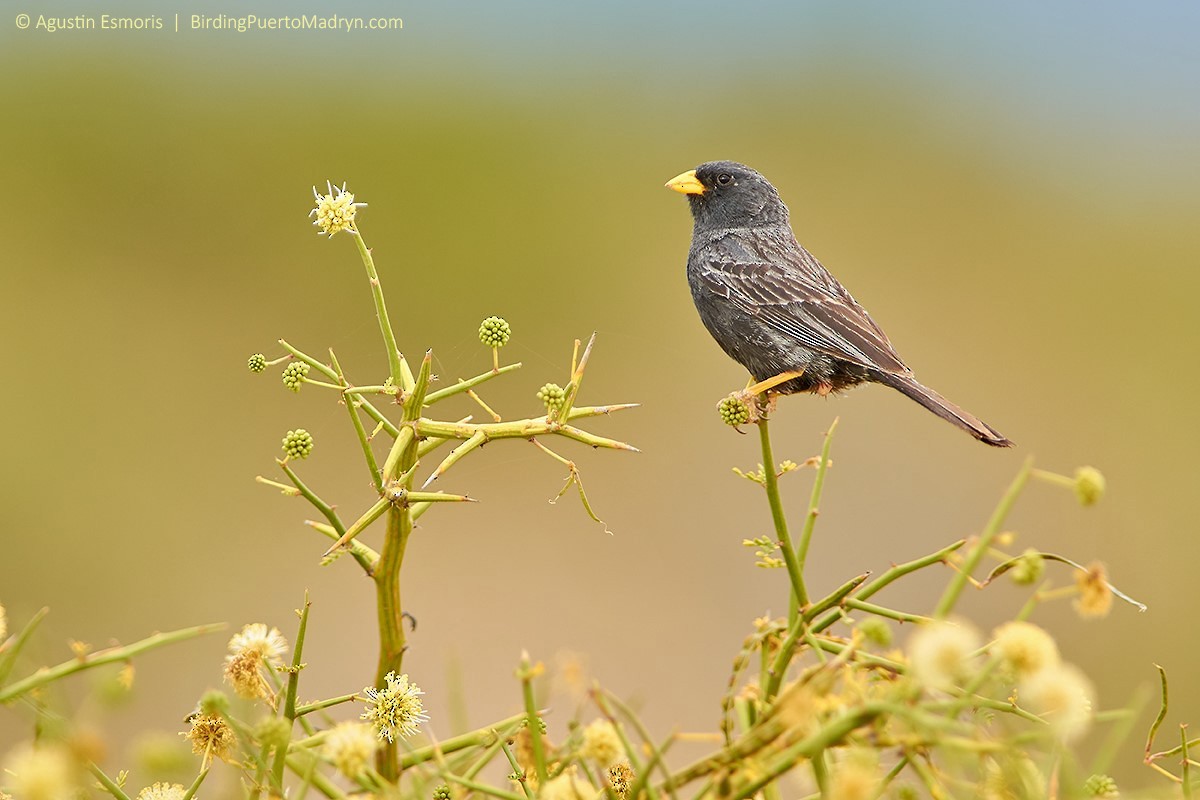 Carbonated Sierra Finch - Agustín Esmoris / Birding Puerto Madryn Tours