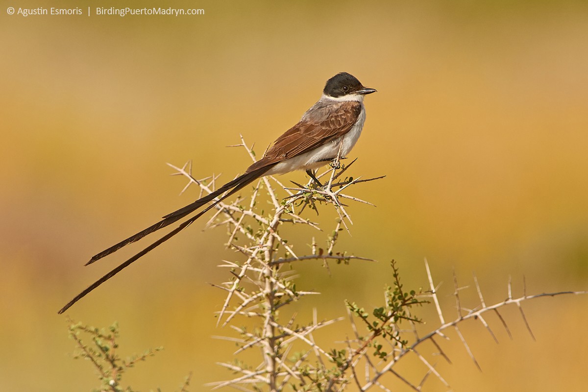 Fork-tailed Flycatcher - ML242564771