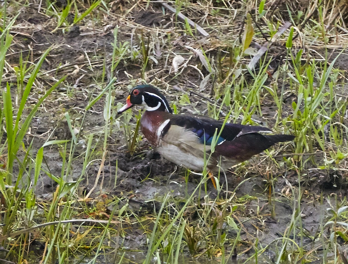 Wood Duck - ML242567651