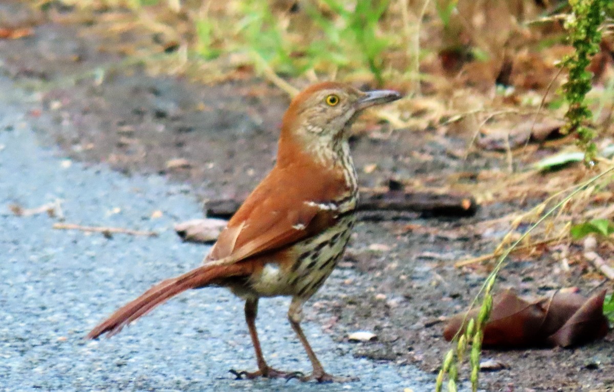 Brown Thrasher - ML242567771