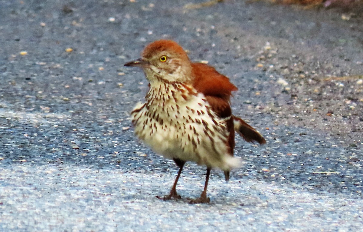 Brown Thrasher - ML242567831