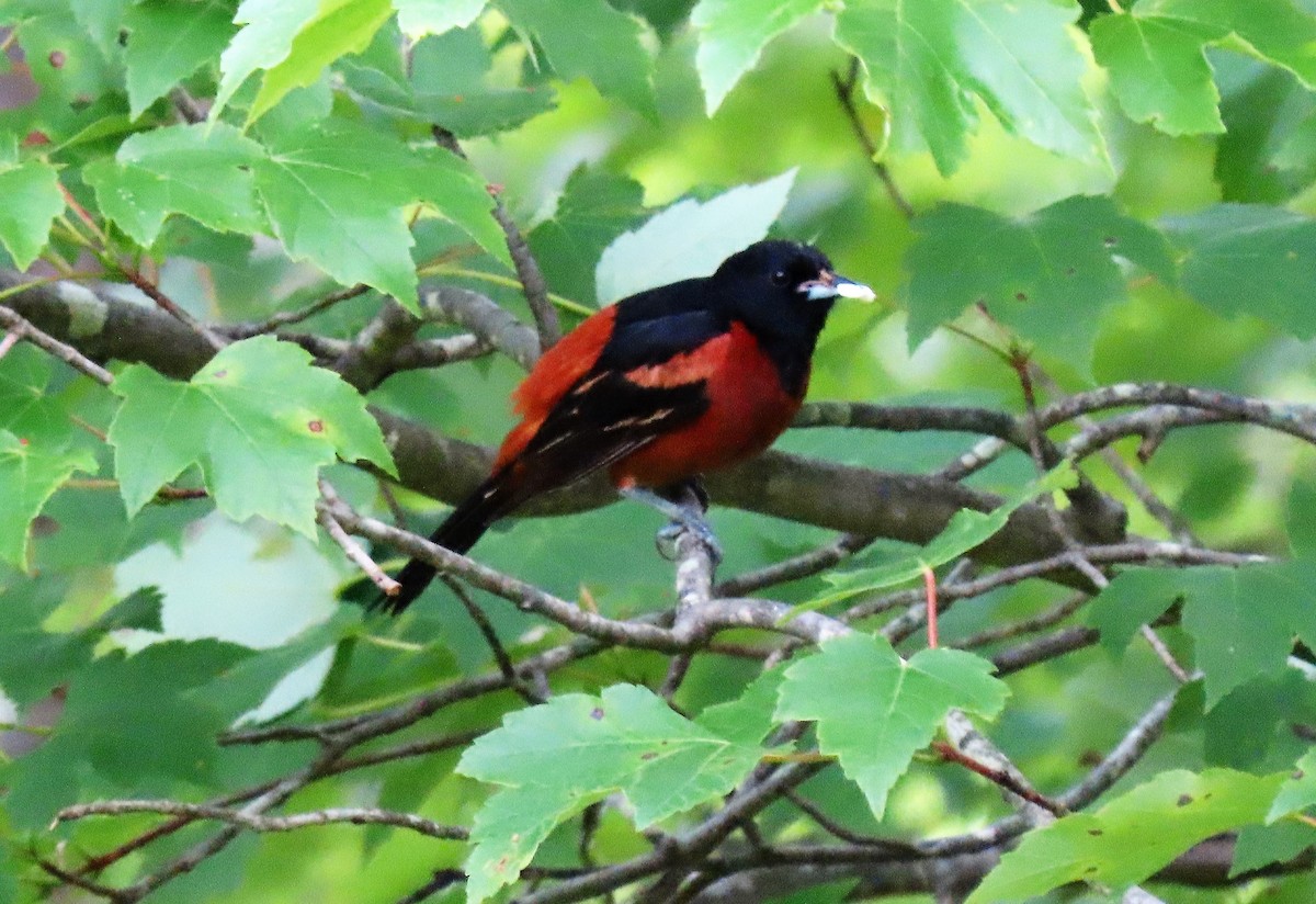 Orchard Oriole - ML242568071