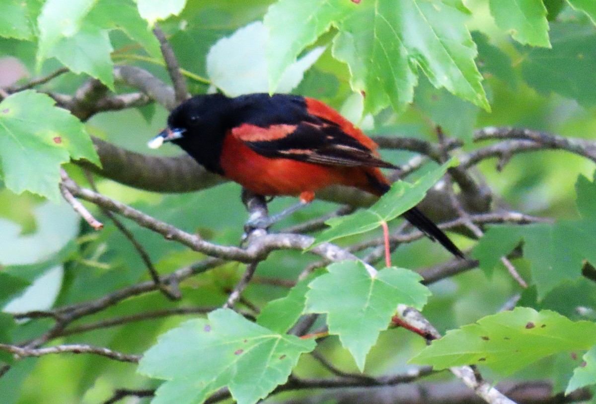 Orchard Oriole - ML242568201