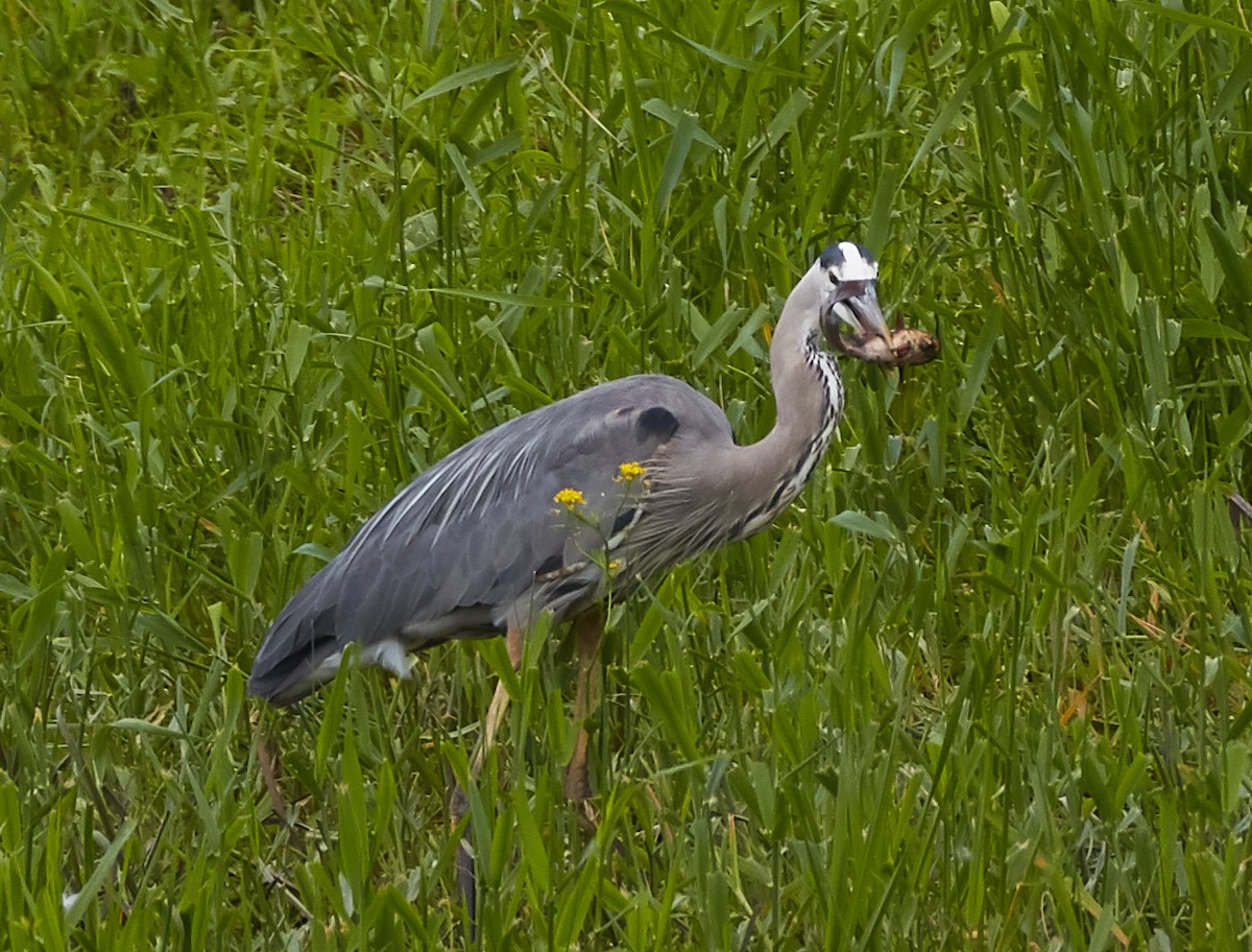 Great Blue Heron - ML242568311