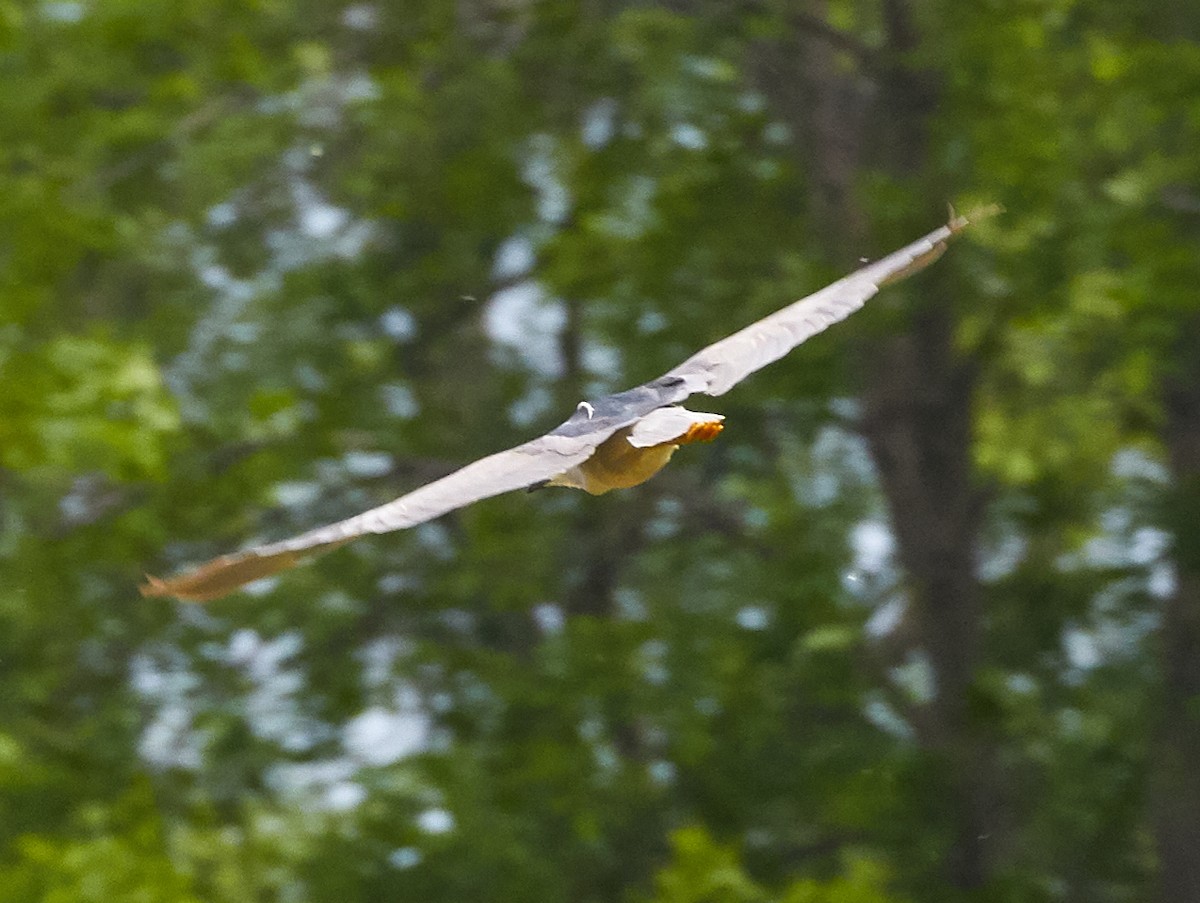 Black-crowned Night Heron - ML242568491