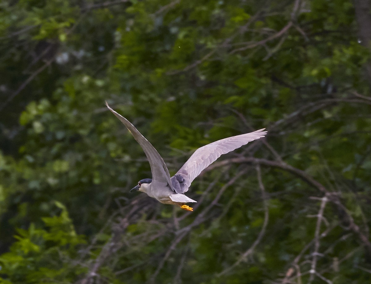 Black-crowned Night Heron - ML242568521