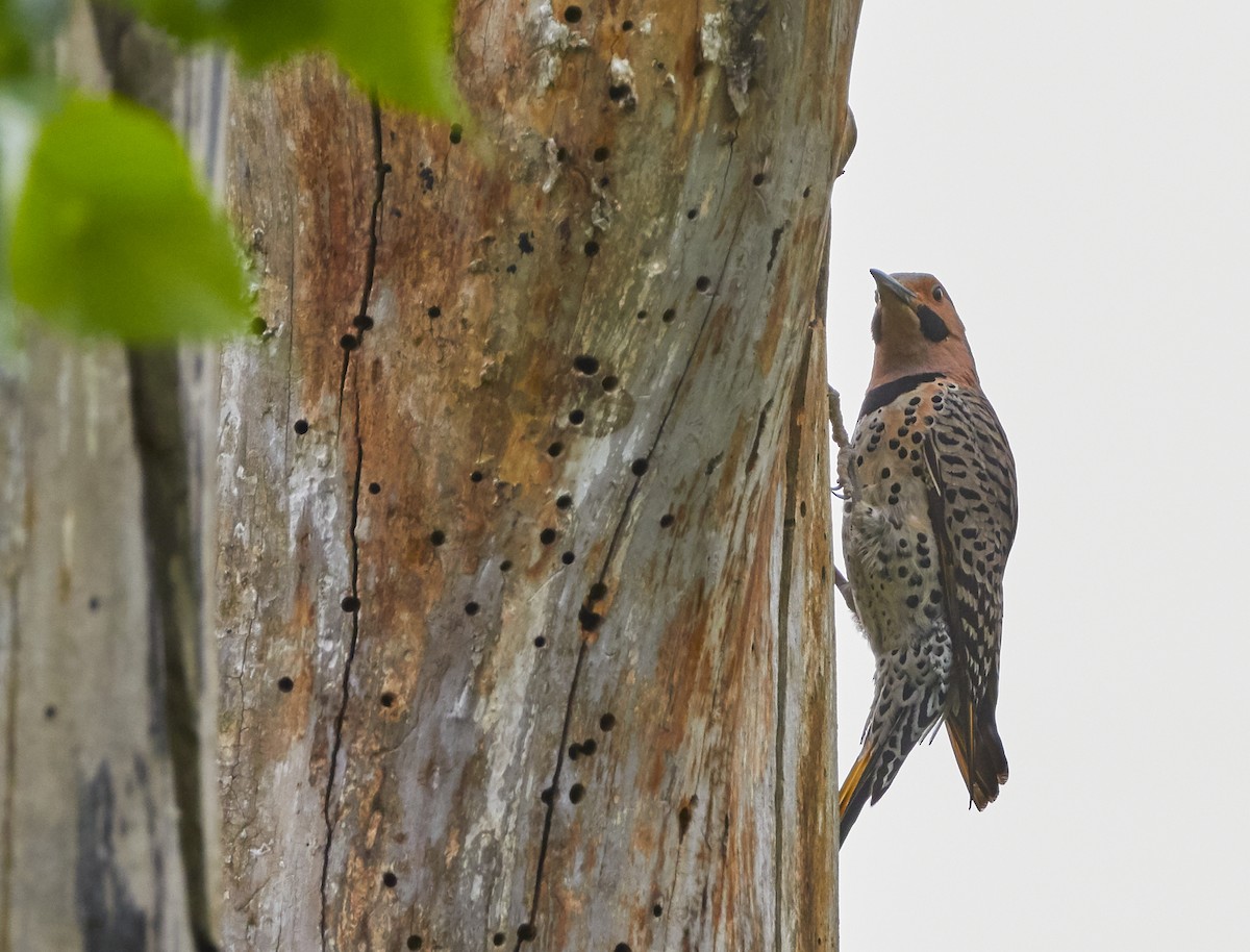 Northern Flicker - ML242568631