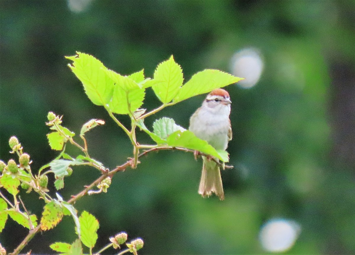 Chipping Sparrow - Anne Mytych