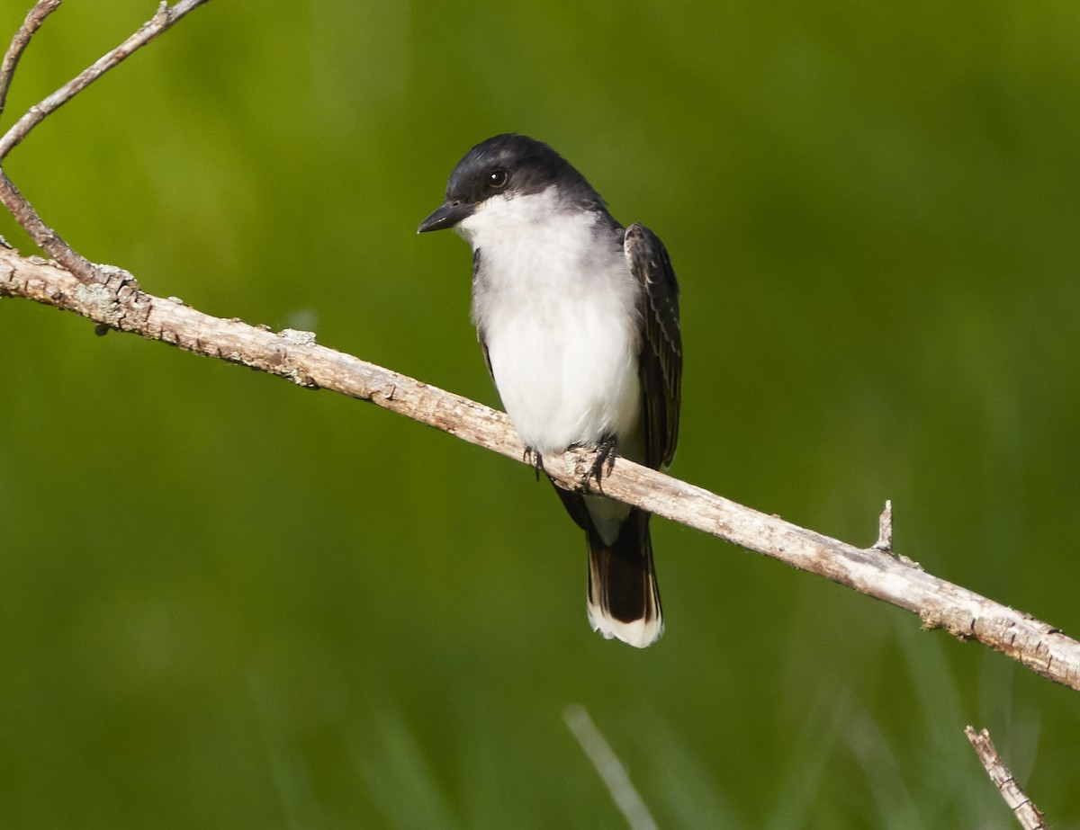 Eastern Kingbird - ML242569081