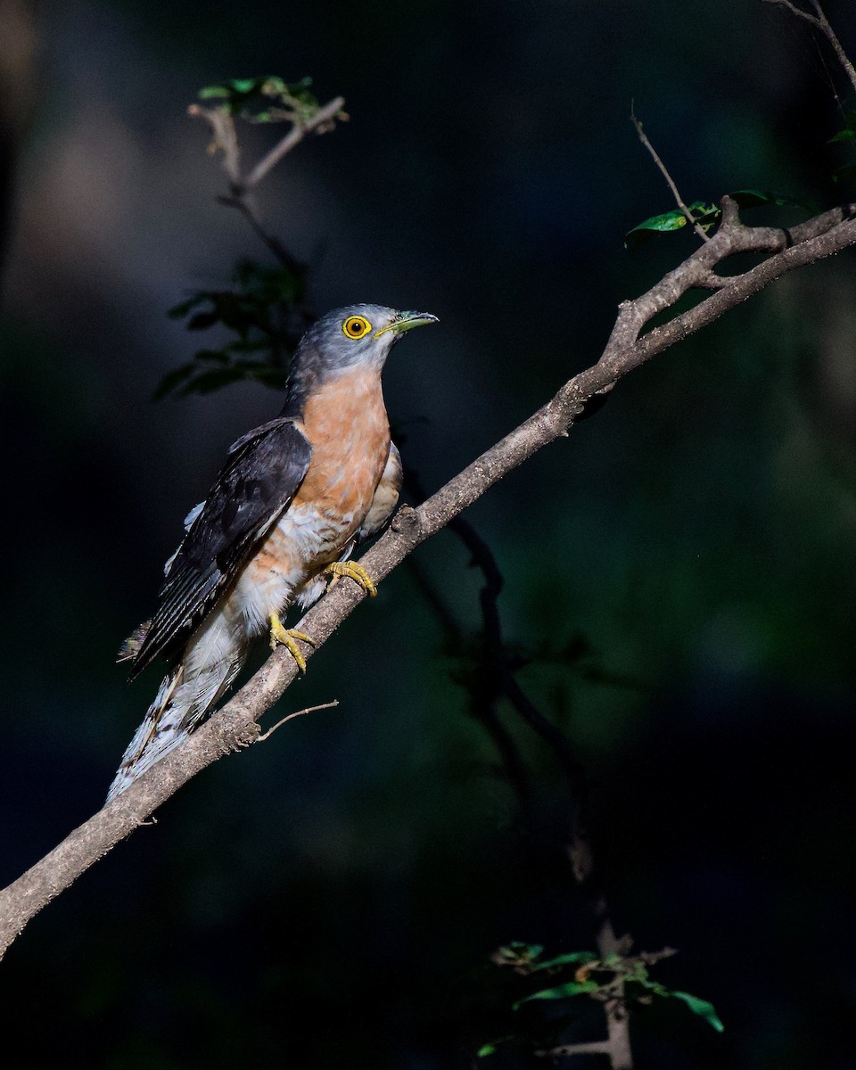 Common Hawk-Cuckoo - ML242569221