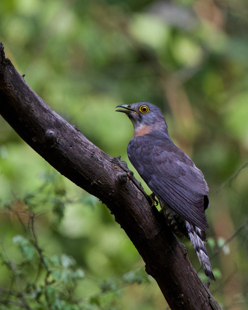 Common Hawk-Cuckoo - ML242569231