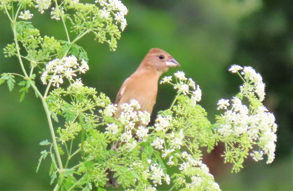 Blue Grosbeak - ML242569551