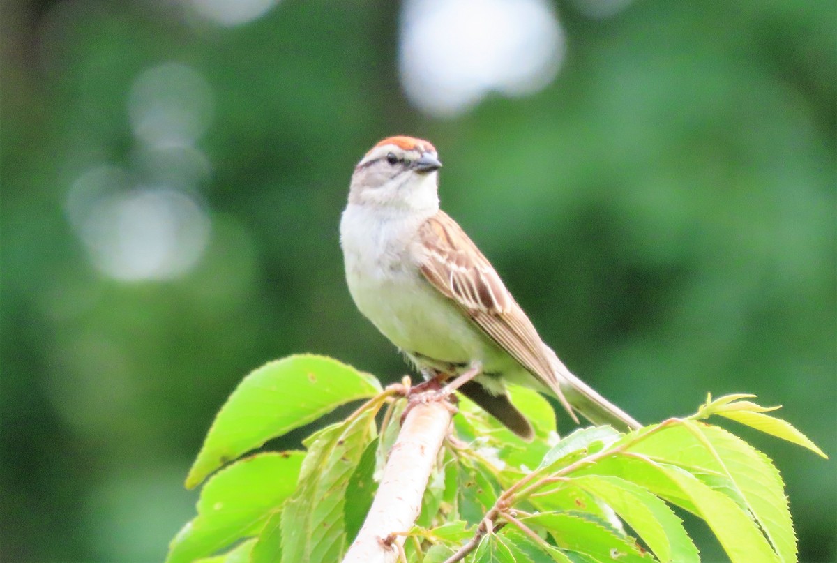 Chipping Sparrow - ML242569651