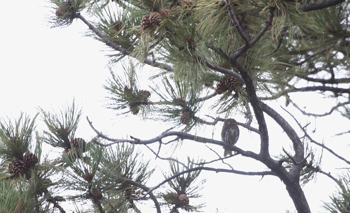 Northern Pygmy-Owl (Mountain) - ML242569871